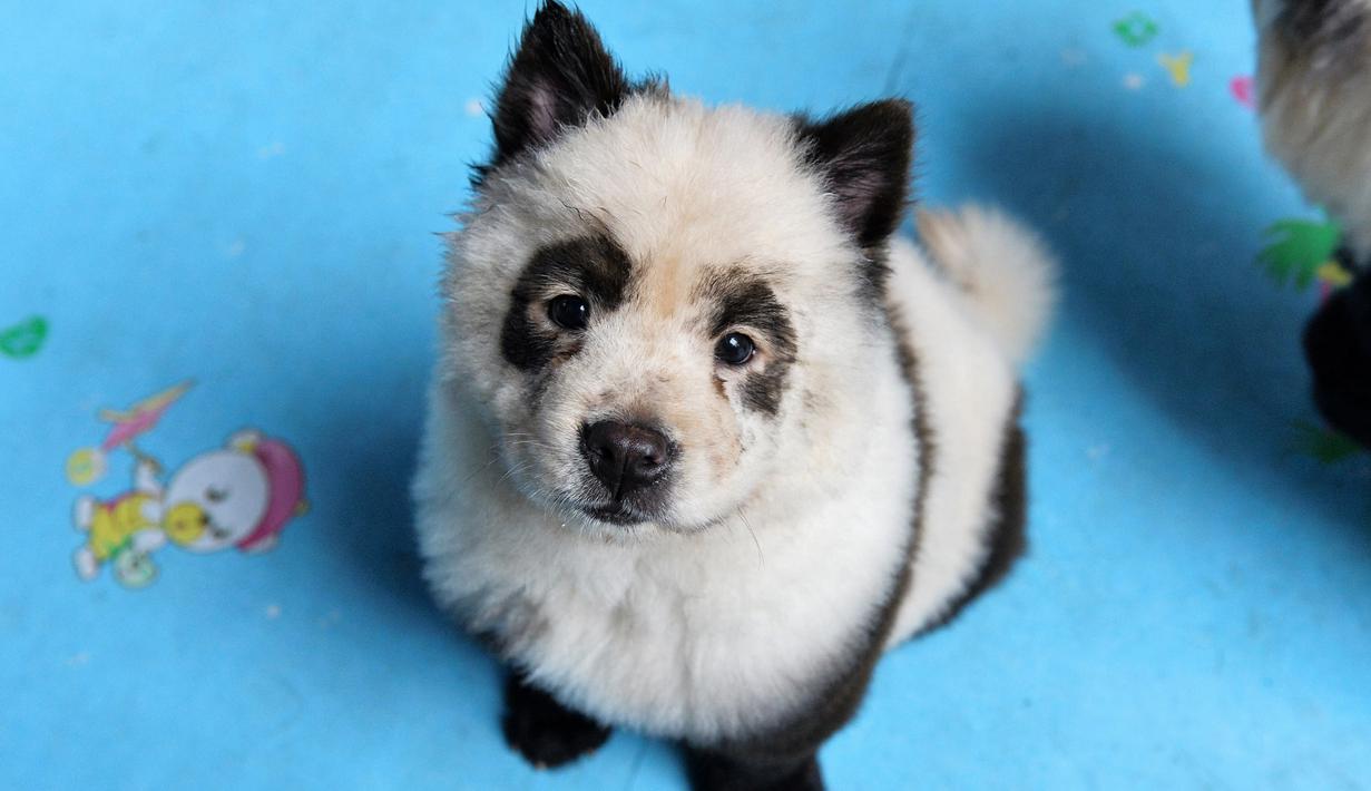 Detail Anjing Chow Chow Putih Nomer 30