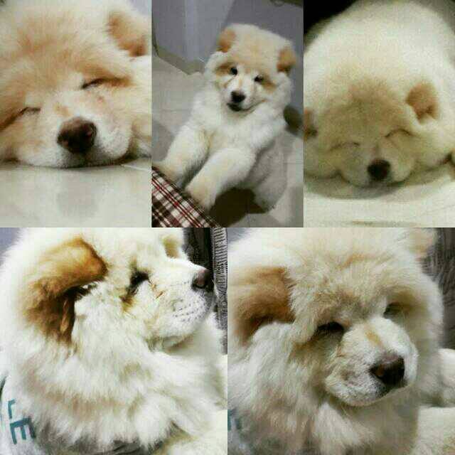 Detail Anjing Chow Chow Putih Nomer 31