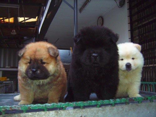 Detail Anjing Chow Chow Putih Nomer 32