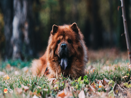 Detail Anjing Chow Chow Putih Nomer 33