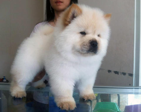 Detail Anjing Chow Chow Putih Nomer 35