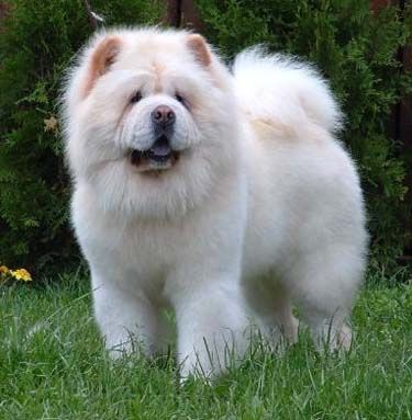 Detail Anjing Chow Chow Putih Nomer 5