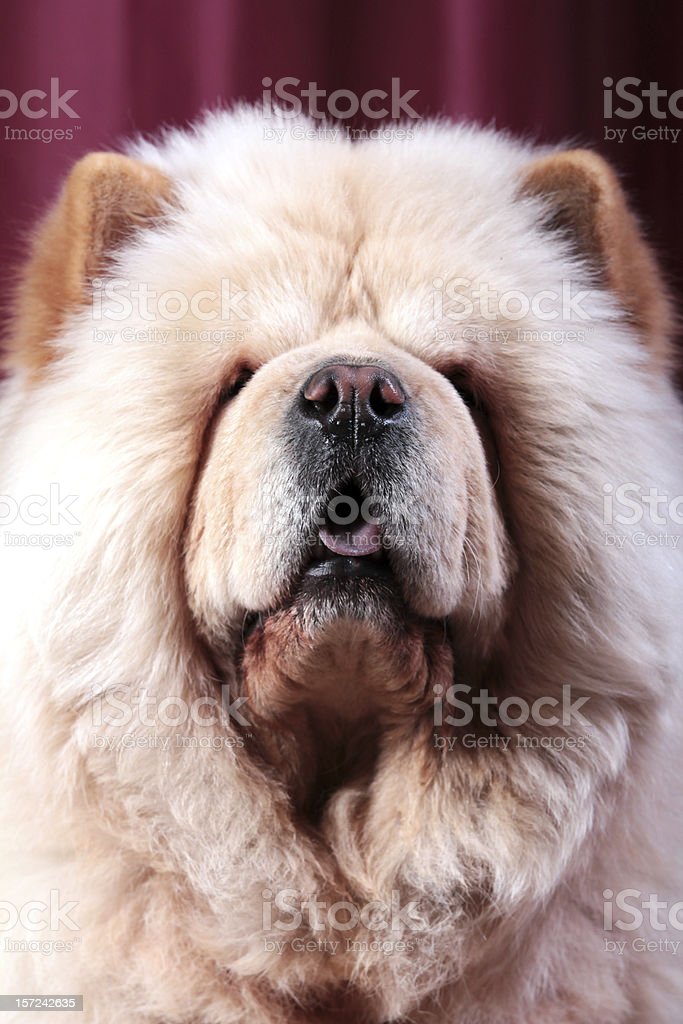 Detail Anjing Chow Chow Putih Nomer 36
