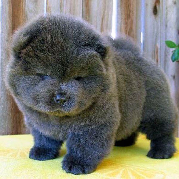 Detail Anjing Chow Chow Putih Nomer 38