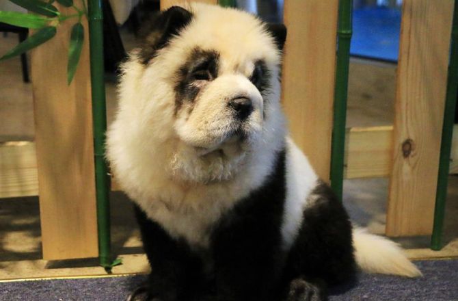 Detail Anjing Chow Chow Putih Nomer 39