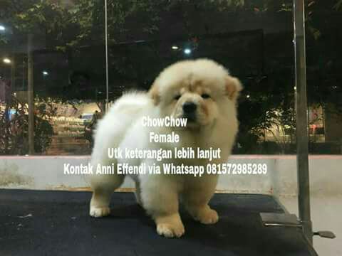Detail Anjing Chow Chow Putih Nomer 40