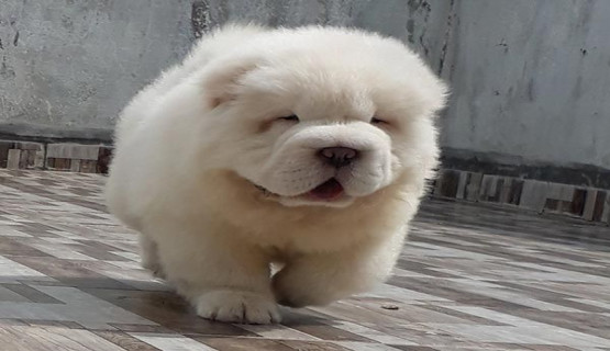 Detail Anjing Chow Chow Putih Nomer 41