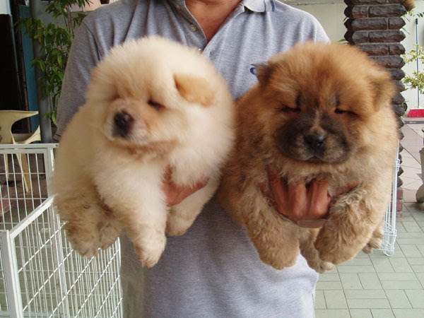 Detail Anjing Chow Chow Putih Nomer 42