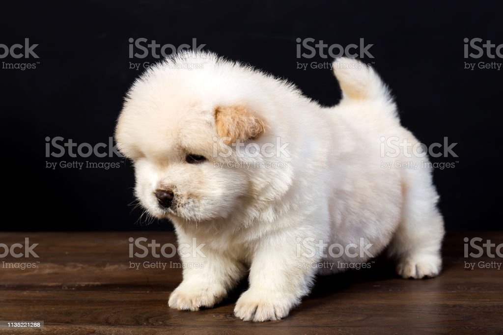 Detail Anjing Chow Chow Putih Nomer 43