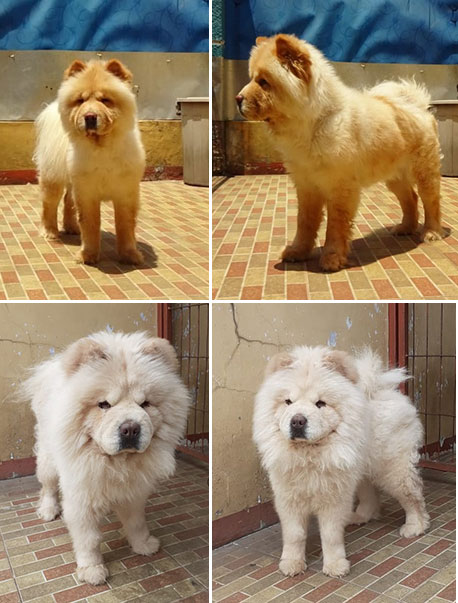 Detail Anjing Chow Chow Putih Nomer 6