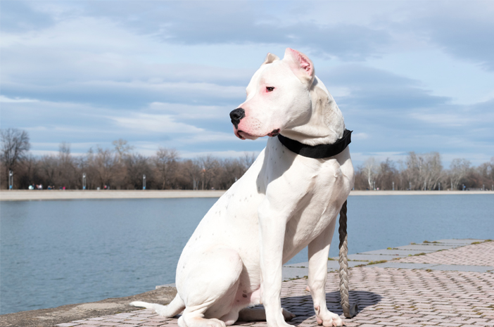 Detail Anjing Dogo Argentino Nomer 10