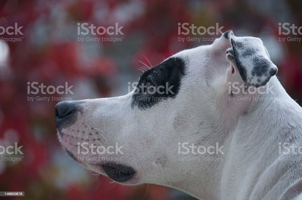 Detail Anjing Dogo Argentino Nomer 32