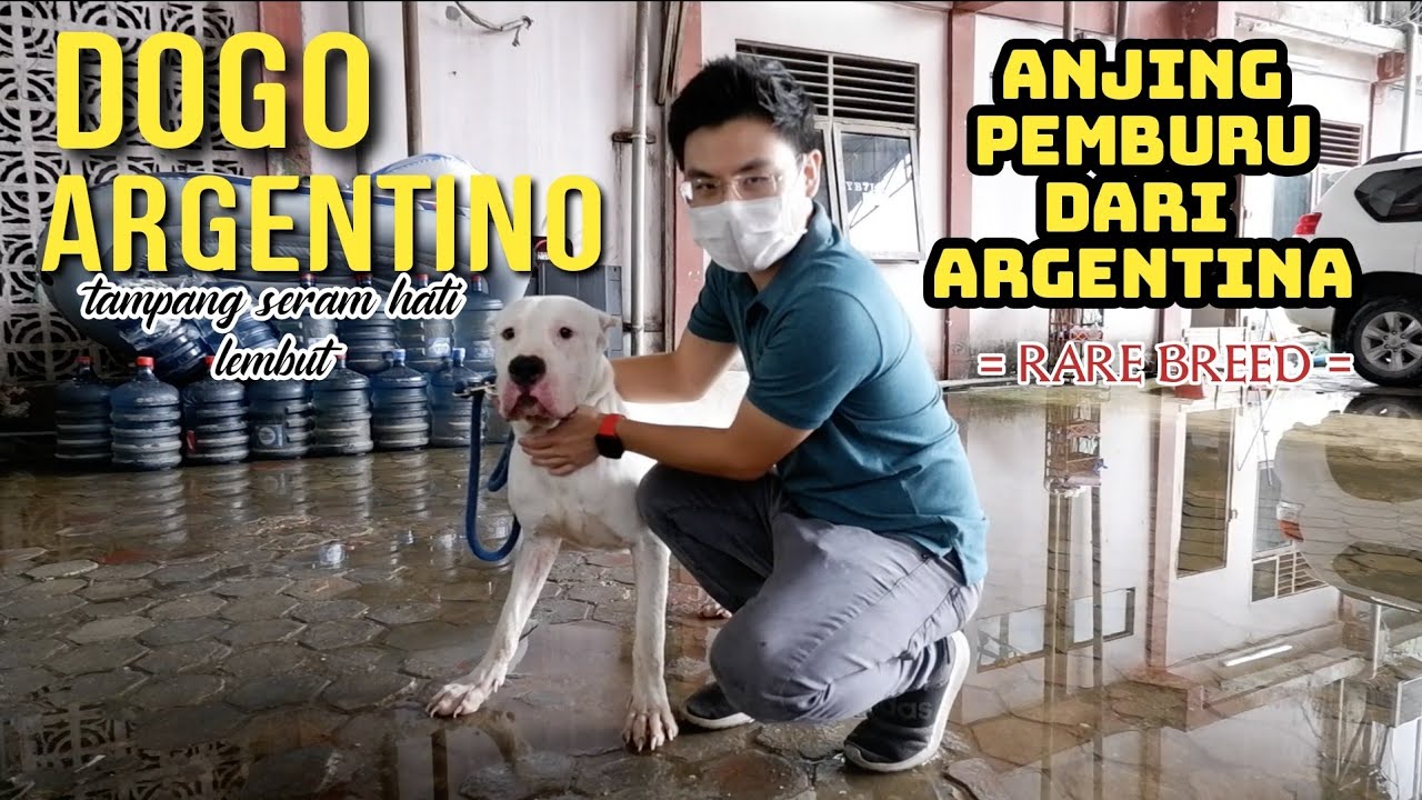 Detail Anjing Dogo Argentino Nomer 36