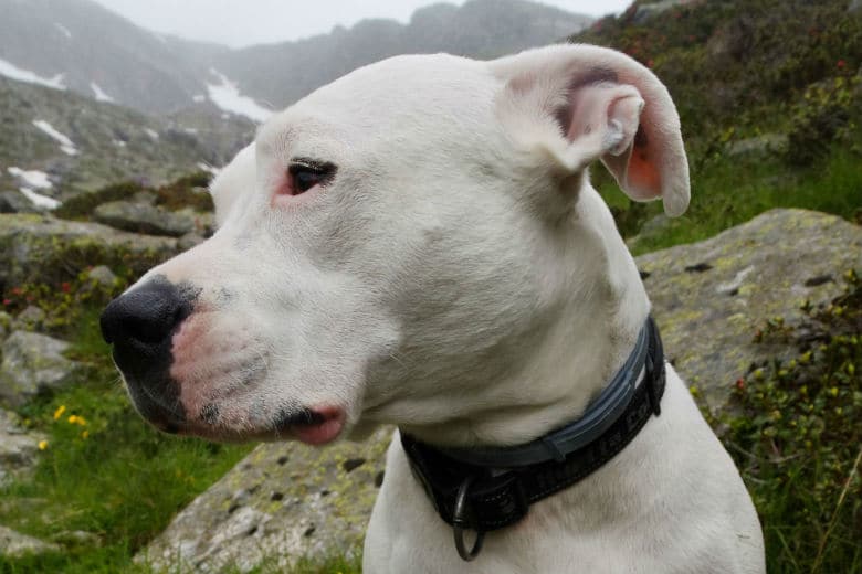 Detail Anjing Dogo Argentino Nomer 46