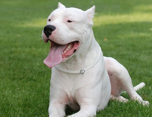 Detail Anjing Dogo Argentino Nomer 7