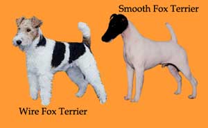 Anjing Fox Terrier - KibrisPDR