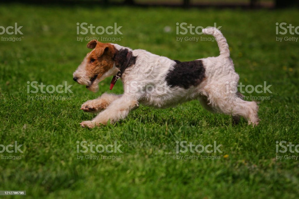 Detail Anjing Fox Terrier Nomer 13