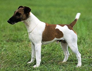 Detail Anjing Fox Terrier Nomer 15