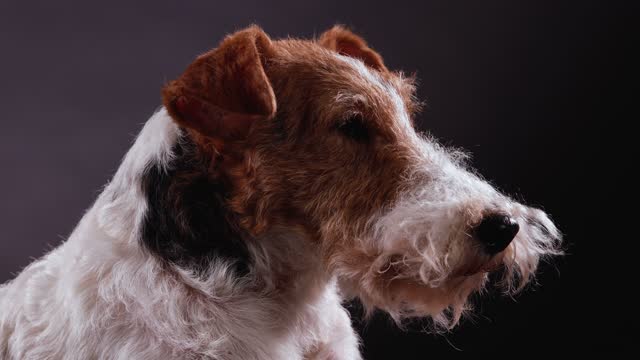 Detail Anjing Fox Terrier Nomer 17