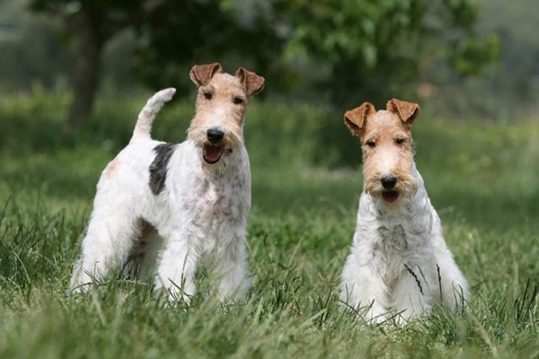 Detail Anjing Fox Terrier Nomer 3