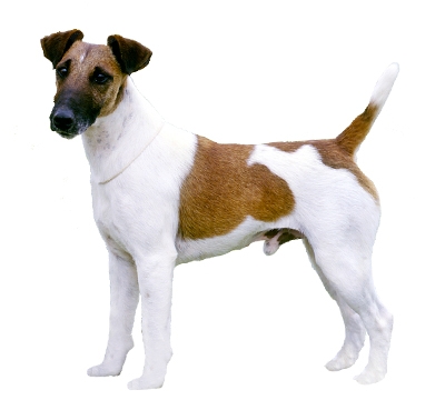 Detail Anjing Fox Terrier Nomer 32