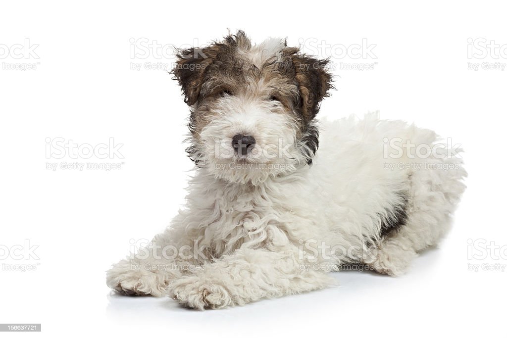 Detail Anjing Fox Terrier Nomer 33