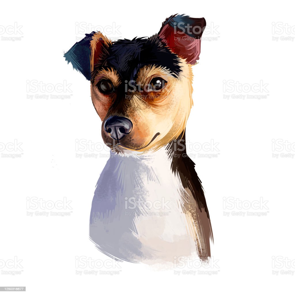 Detail Anjing Fox Terrier Nomer 34