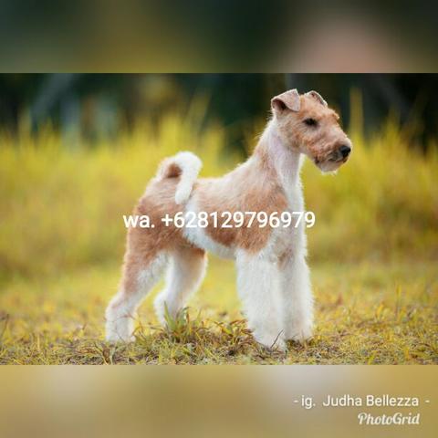 Detail Anjing Fox Terrier Nomer 37