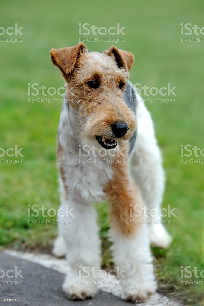 Detail Anjing Fox Terrier Nomer 43