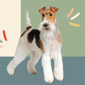 Detail Anjing Fox Terrier Nomer 44