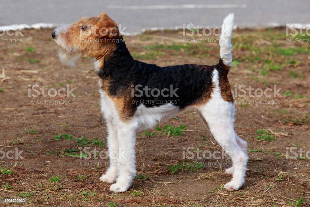 Detail Anjing Fox Terrier Nomer 52