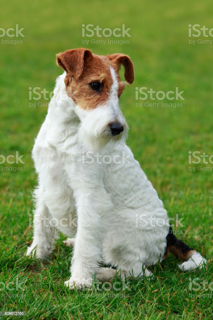 Detail Anjing Fox Terrier Nomer 7