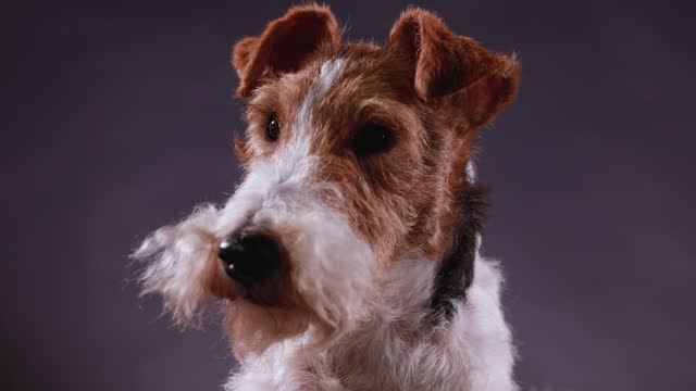 Detail Anjing Fox Terrier Nomer 9