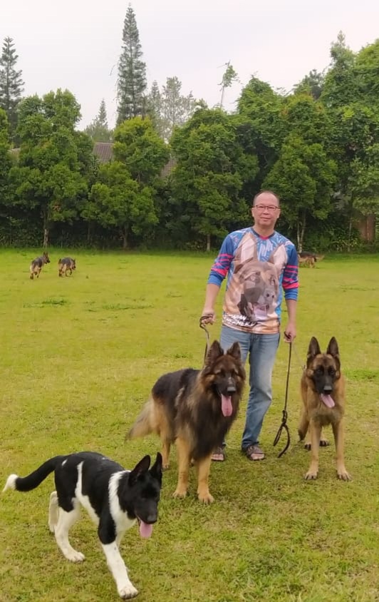 Detail Anjing Gembala Jerman Nomer 19