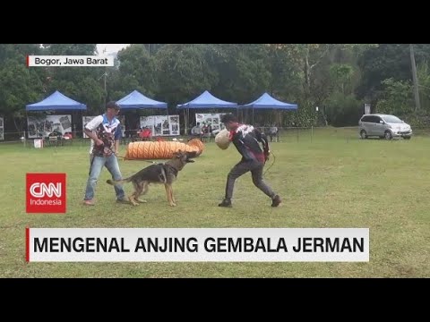 Detail Anjing Gembala Jerman Nomer 38