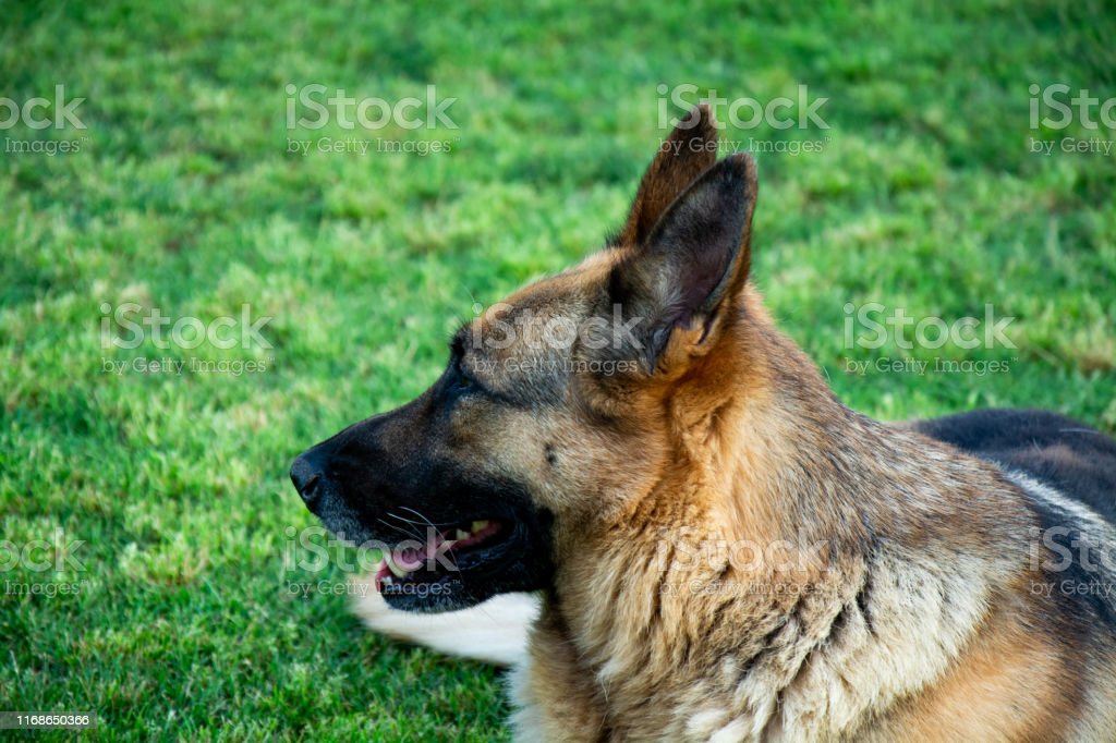Detail Anjing Gembala Jerman Nomer 55