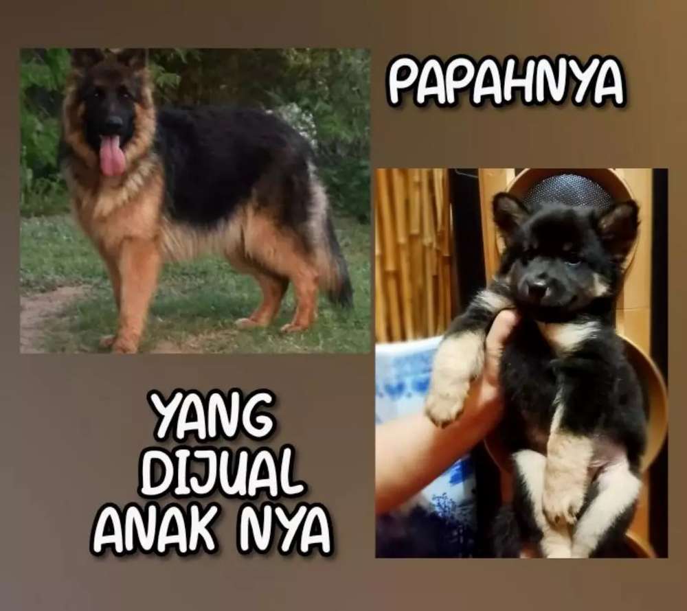 Detail Anjing Gembala Jerman Nomer 56