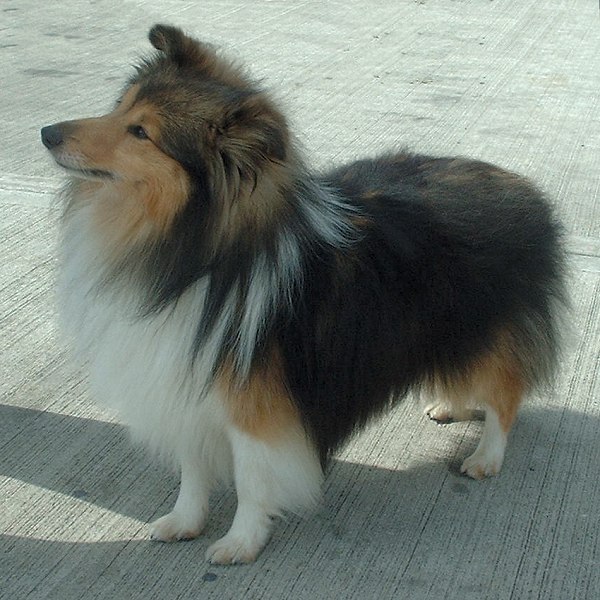 Anjing Gembala Shetland - KibrisPDR