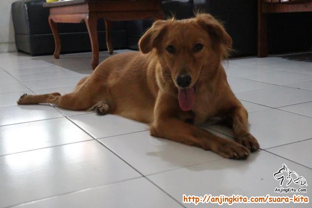 Detail Anjing Golden Mix Labrador Nomer 10