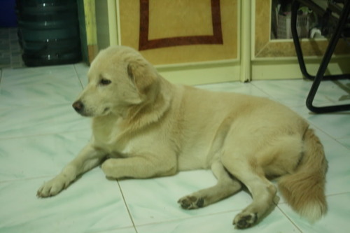 Detail Anjing Golden Mix Labrador Nomer 20