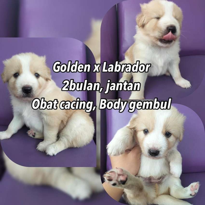 Detail Anjing Golden Mix Labrador Nomer 31