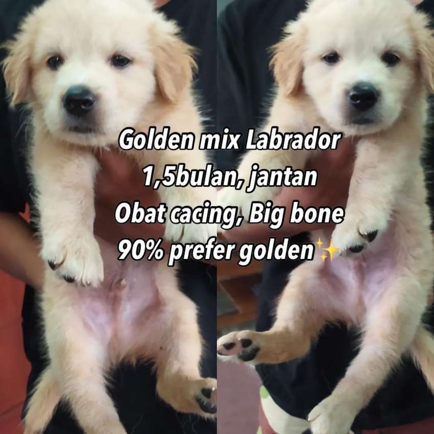 Detail Anjing Golden Mix Labrador Nomer 6