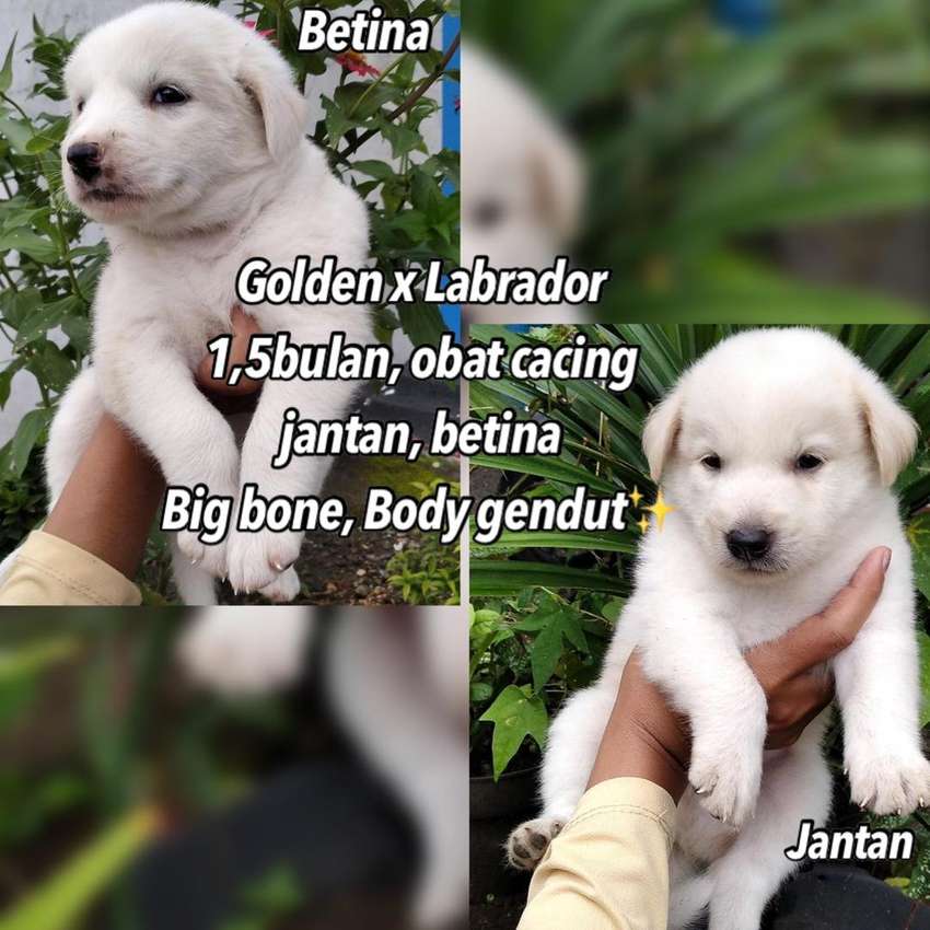 Detail Anjing Golden Mix Labrador Nomer 8