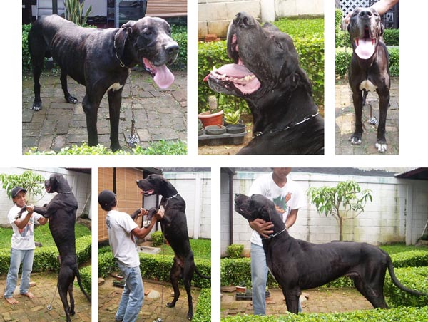 Detail Anjing Great Dane Nomer 48