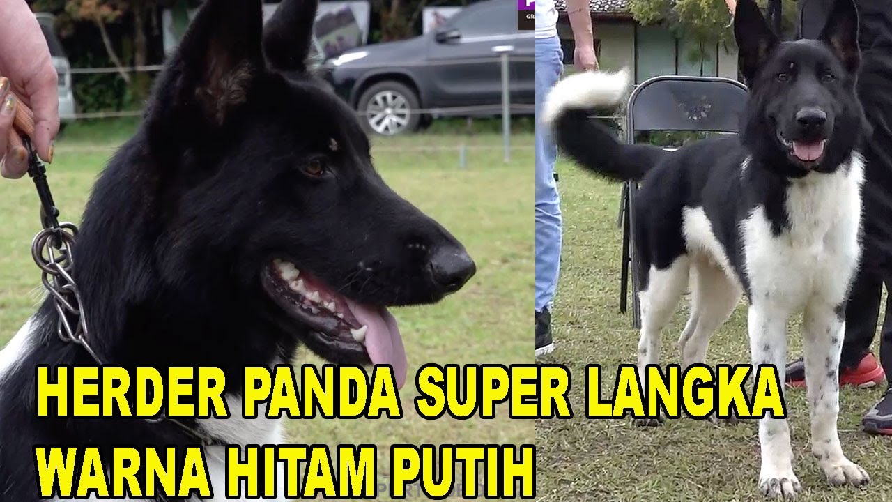 Detail Anjing Herder Hitam Nomer 25