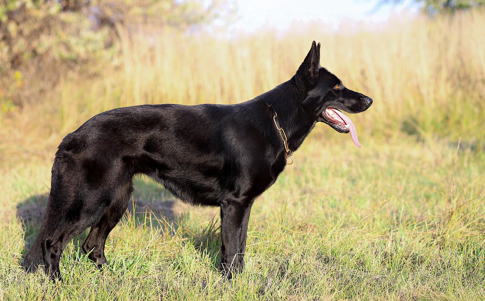 Detail Anjing Herder Hitam Nomer 4