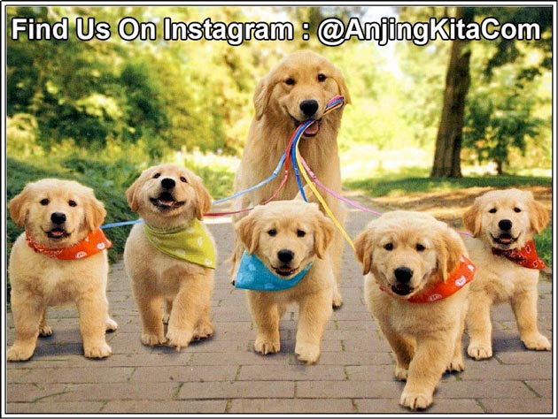 Detail Anjing Jenis Golden Nomer 18