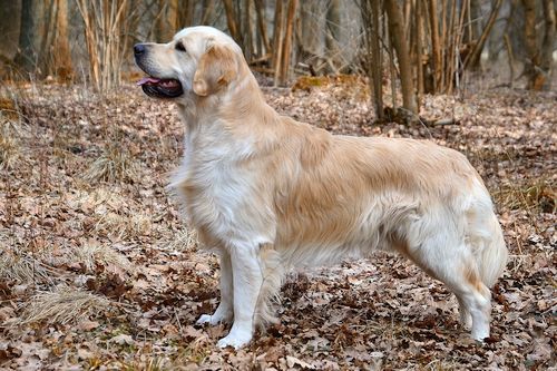 Detail Anjing Jenis Golden Nomer 28