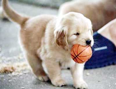 Detail Anjing Jenis Golden Nomer 4