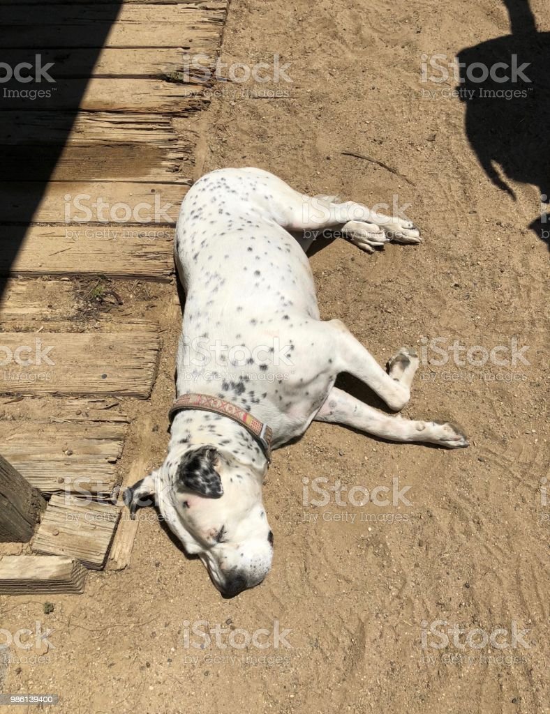 Detail Anjing Kampung Hitam Putih Nomer 36